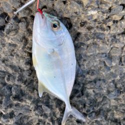 吹上浜サーフ五目釣