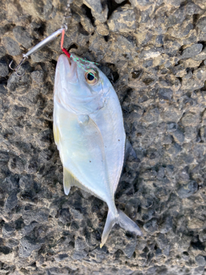 吹上浜サーフ五目釣