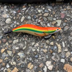 エギのローテでアオリイカGET＼(^o^)／