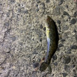 太刀魚は何処へ