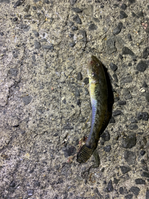 太刀魚は何処へ