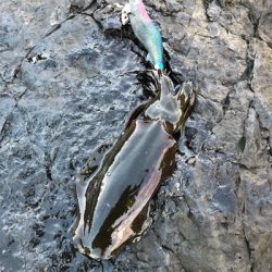 2021 佐渡ヶ島エギング