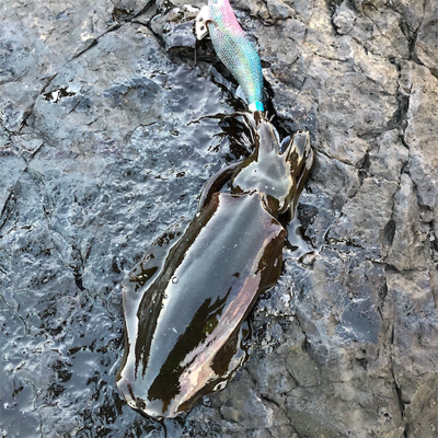 2021 佐渡ヶ島エギング