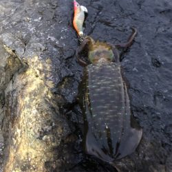 2021 佐渡ヶ島エギング 14回目