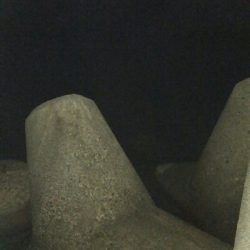 障泥烏賊4杯！キジハタ1匹！