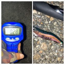 やっぱりエギングはエギのローテが大事(^｡^)