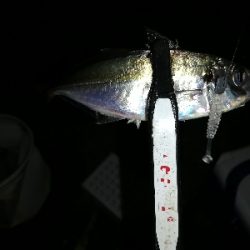 豆アジング@南港