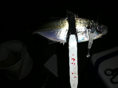 豆アジング@南港