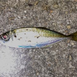 アジング・メバリング