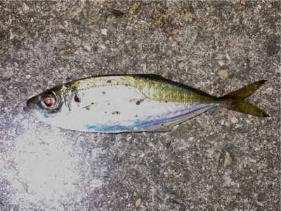 アジング・メバリング