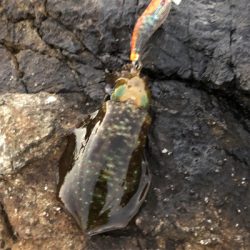 2021 佐渡ヶ島エギング 16回目