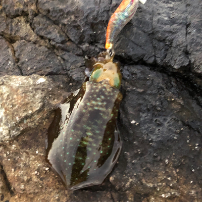 2021 佐渡ヶ島エギング 16回目