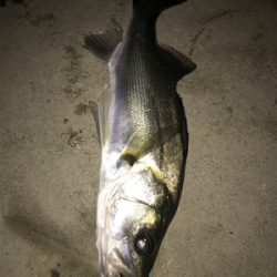 ランカーまで後2cm(>_<)