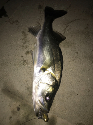 ランカーまで後2cm(>_<)