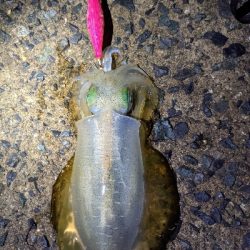 朝マズメエギング