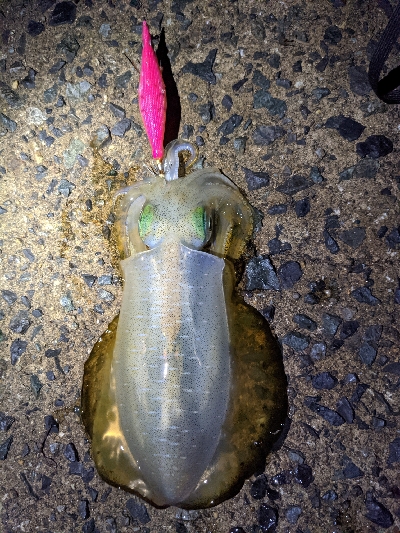 朝マズメエギング