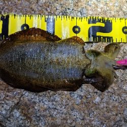 ムーンナイトエギング