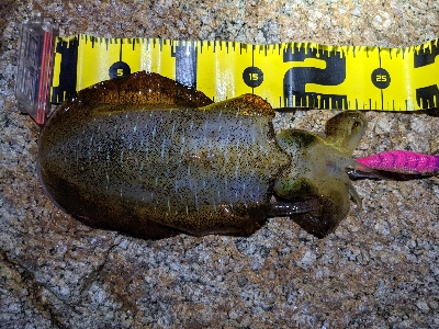 ムーンナイトエギング