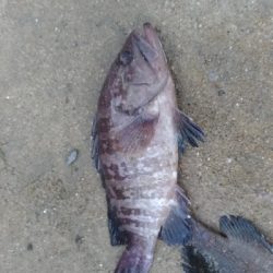 9/12釣果 秋のハイシーズン突入ですね