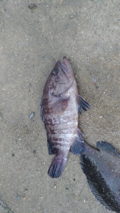 9/12釣果 秋のハイシーズン突入ですね