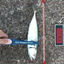 大潮初日に青物狙うもサバ