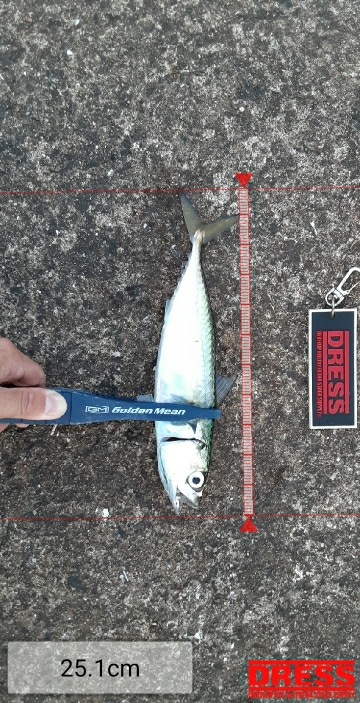 大潮初日に青物狙うもサバ