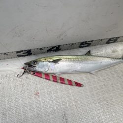 マイボート釣行