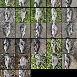 イチノ兄弟、釣果！