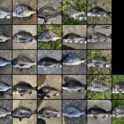 イチノ兄弟、釣果!