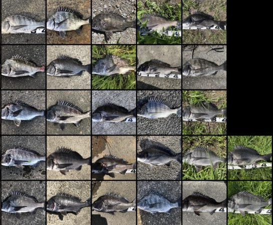 イチノ兄弟、釣果!