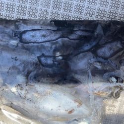 ボートエギング