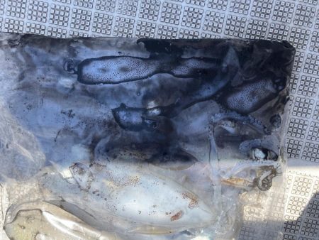 ボートエギング