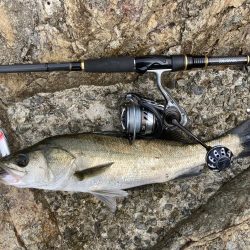 シーバス青物調査