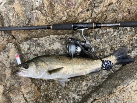 シーバス青物調査