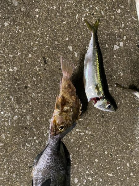 ポーアイ太刀魚いません