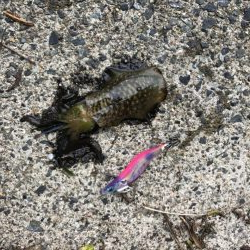 タダ巻き感謝DAY