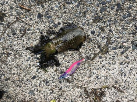 タダ巻き感謝DAY