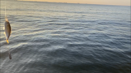 ジグサビキででアジ釣り