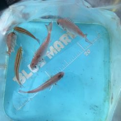 チャリコの季節。マナーが悪い時期