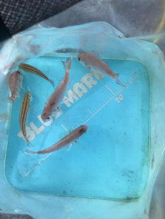 チャリコの季節。マナーが悪い時期