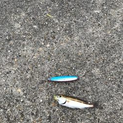 イワシっ子少なめうりぼうちょいまし