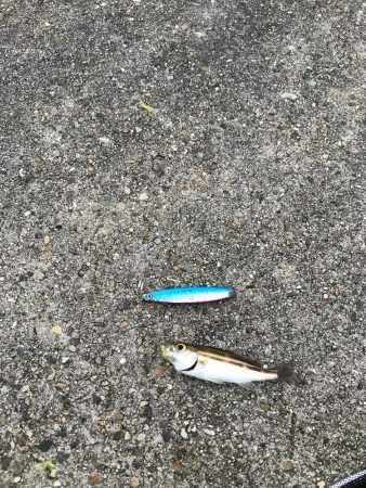 イワシっ子少なめうりぼうちょいまし