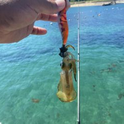 アオリ新子遊び