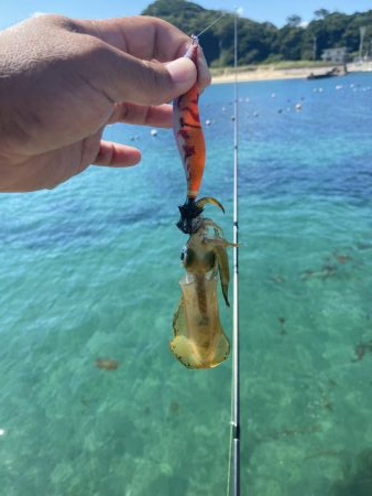 アオリ新子遊び