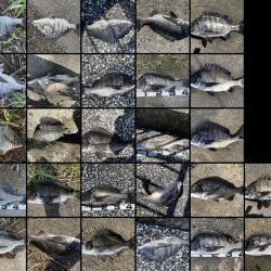 イチノ兄弟、釣果!