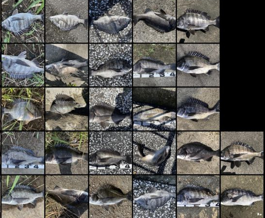 イチノ兄弟、釣果!