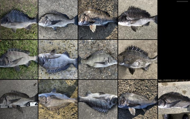 イチノ兄弟、釣果!