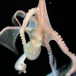 秋アオリイカ②