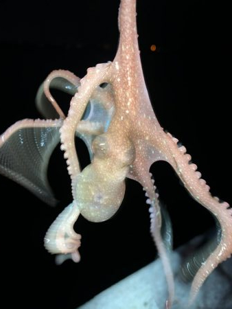 秋アオリイカ②