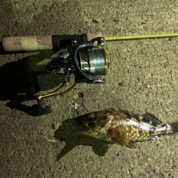 ガシラ請負いました。